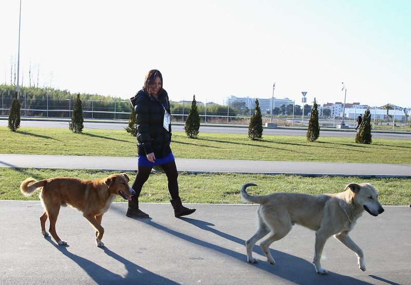 Illustration for article titled The Dogs Of Sochi